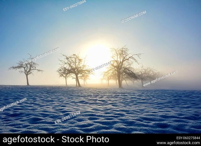 Bäume beim Sonnenaufgang mit Schnee. Sonne strahlt mitten durch die Bäume, an einem nebeligen Morgen
