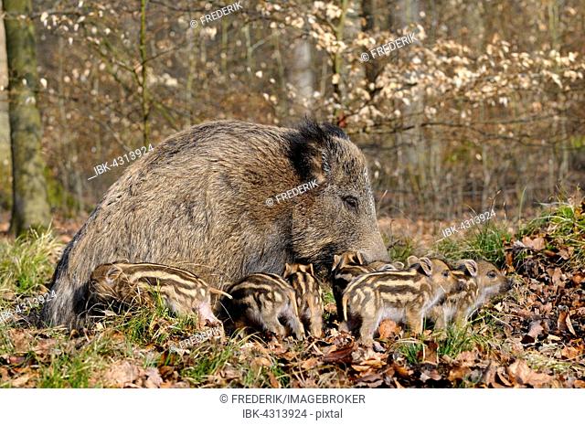 Wild boar (Sus scrofa), sow suckling piglets, North Rhine-Westphalia, Germany