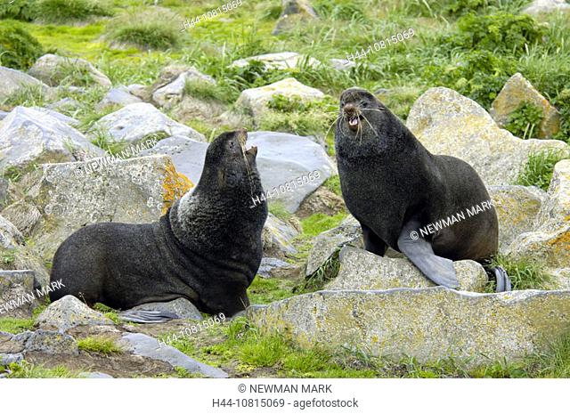 Northern Fur Seal, seal, animal, colony, coast, sea, Callorhinus ursinus, largest seal rookery in the world, St. Paul