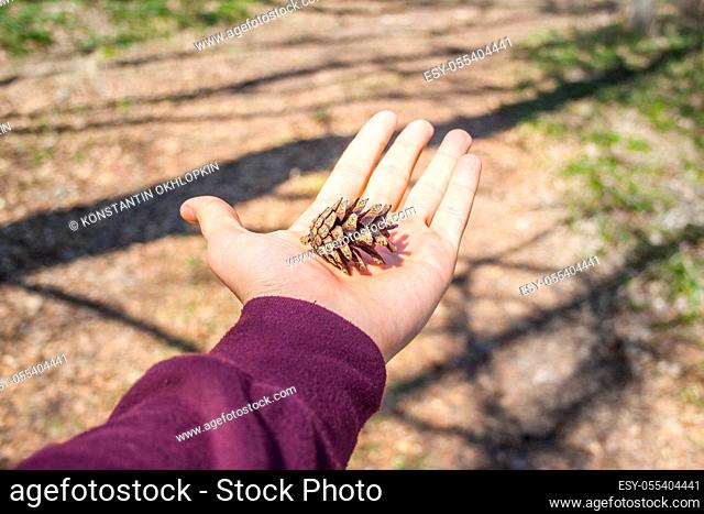 Pine cone in man hand in the forest on a sunny day