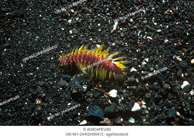 Fire worm (Chloeia flava), Its very sharp, fine, venomous hairs or setae can inflict very painful injuries. Tulamben, Bali, Indonesia