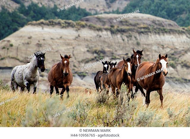 wild horse, Theodore, Roosevelt, National Park, North Dakota, USA, United States, America, horses, animals, wild, prairie