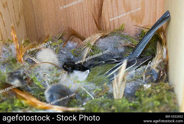 Great tit (Parus major) adult, incubating eggs, sitting on a nest in a nest box, Norfolk, England, United Kingdom, Europe