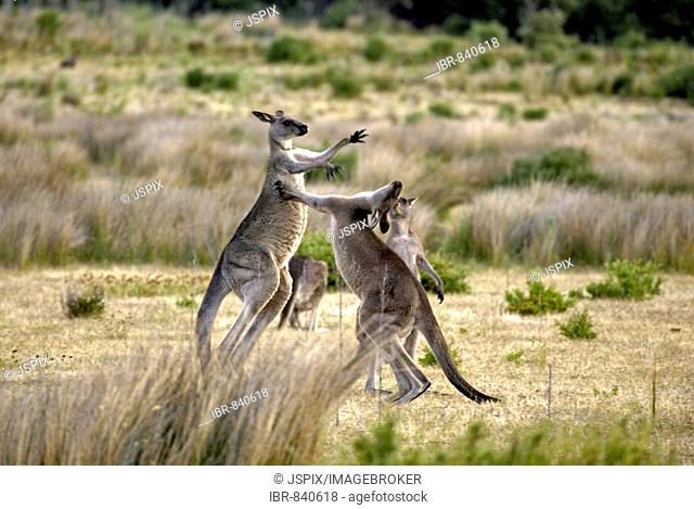 Eastern Grey Kangaroo (Macropus giganteus), fighting adults, Australia