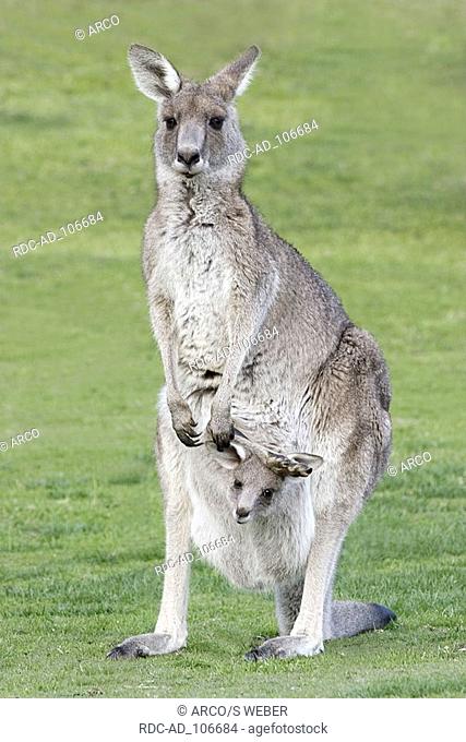 Eastern Grey Kangaroo female with joey New South Wales Australia Macropus giganteus