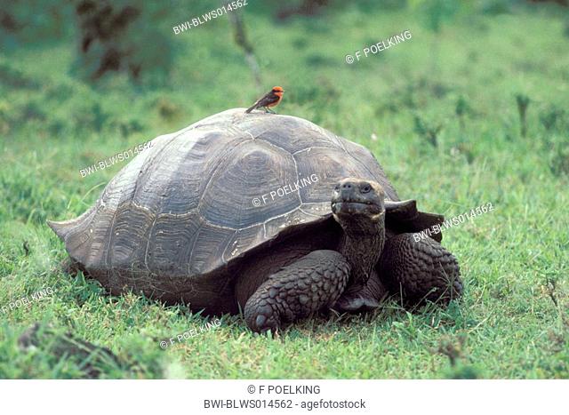 Galapagos giant tortoise Geochelone elephantopus, Geochelone nigra, Testudo elephantopus, Chelonoides elephantopus, Vermilion flycatcher sitting on shell