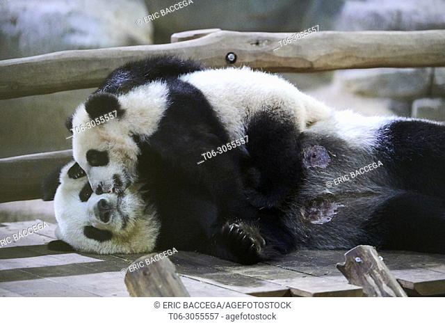 Giant panda cub Yuan Meng after finishing suckling its mother Huan Huan (Ailuropoda melanoleuca) wants to play with her. Yuan Meng