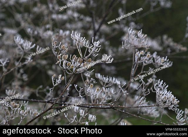 Illustration picture shows an ice covered tree in Lierde, Belgium, Friday 09 December 2022. After a cold night with almost general frost