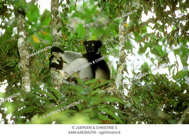 Indri (I. indri), a large Lemur, Perinet, Madagascar