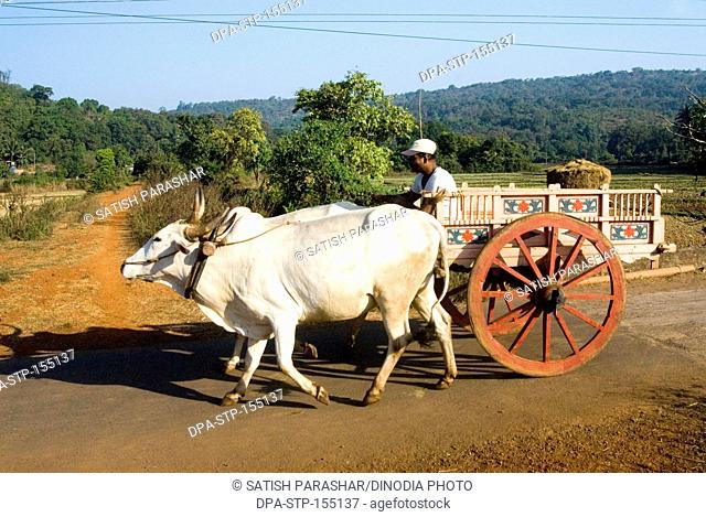 Bullock cart and two white bulls on the road at Anjarle village ; district Dapoli ; Maharashtra ; India