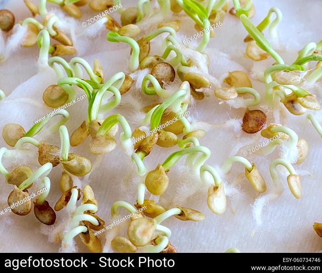 On a wet cloth, the seeds of Bulgarian pepper germinate for further growing seedlings. Top view, close-up