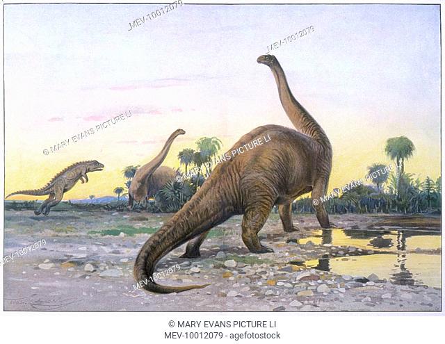 APATOSAURUS (also known as Brontosaurus) attacked by ALLOSAURUS (also known as Ceratosaurus)