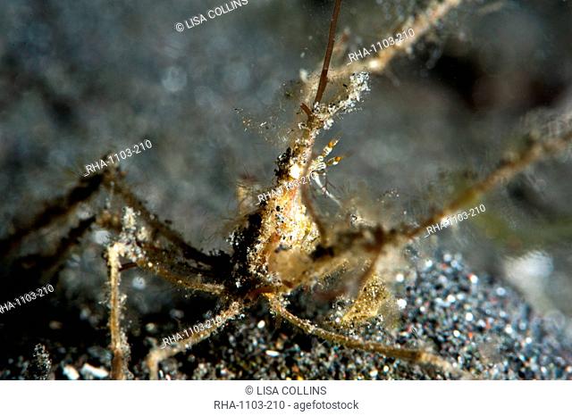 Spider crab Acheus japonicus, Sulawesi, Indonesia, Southeast Asia, Asia
