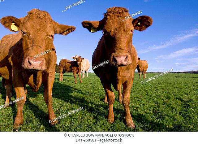 uk, england, Devon, north exmoor cattle closeup