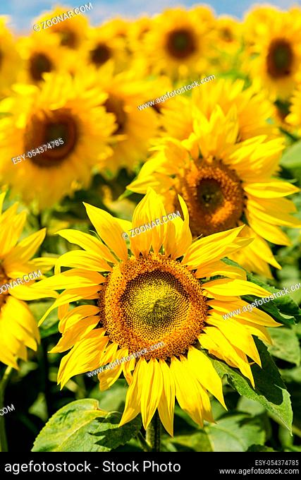 Blooming field of sunflowers on blue sky