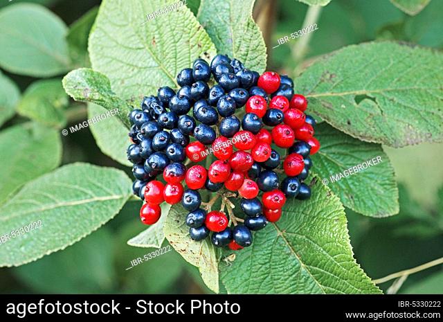 Roadside fire tree, berries, North Rhine-Westphalia (Viburnum lantana), Germany, Europe