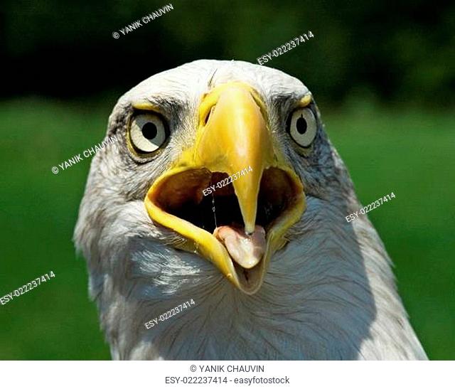 American blad eagle