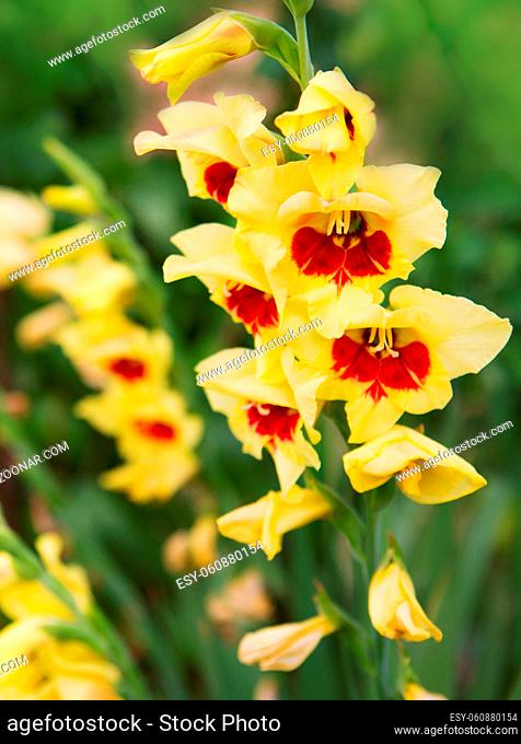 Yellow and red of gladiolus flowers in the garden