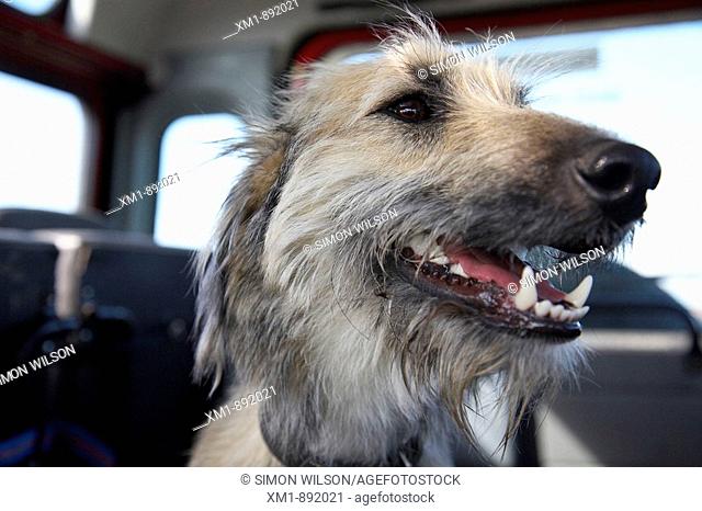 Close-up of dog in the back of a car