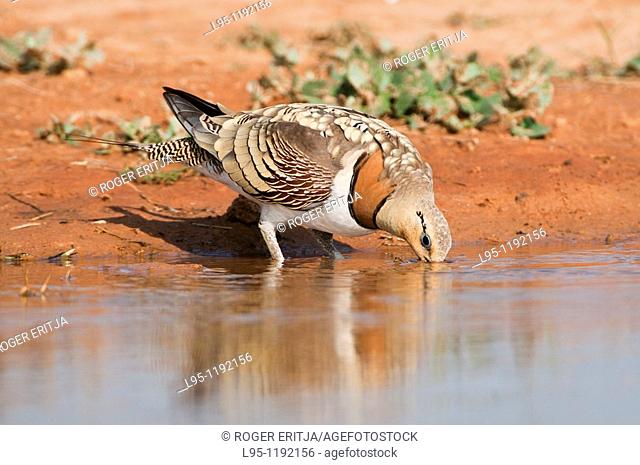 Sandgrouses pterocles alchata coming to drink from a waterhole in the Central Spanish steppes during the summer
