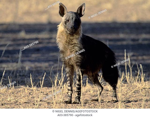 Brown Hyena (Hyaena brunnea), Kgalagadi Transfrontier Park. Kalahari. South Africa
