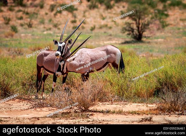 Two Gemsbok playing in the Kgalagadi Transfrontier Park, South Africa