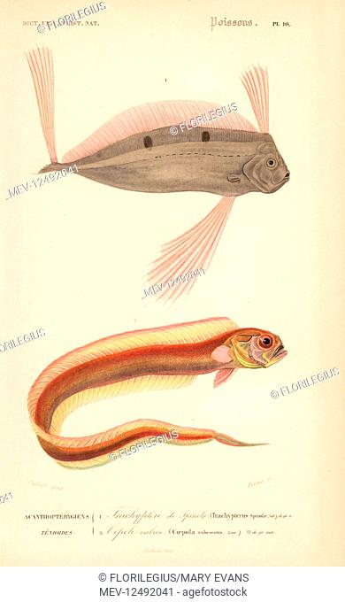 Ribbonfish, Trachipterus trachypterus 1, and red bandfish, Cepola macrophthalma 2. Handcolored engraving by Forget after an illustration by Oudart from Charles...
