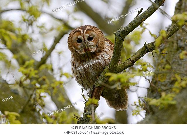 Tawny Owl (Strix aluco) adult, perched on branch in oak tree during daylight, Norfolk, England, May