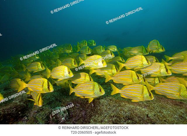 Shoal of Panamic Porkfish, Anisotremus taeniatus, Cabo Pulmo Marine National Park, Baja California Sur, Mexico