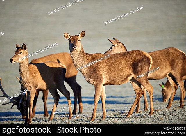 Red deer (Cervus elaphus), male, meadow, standing, looking at camera
