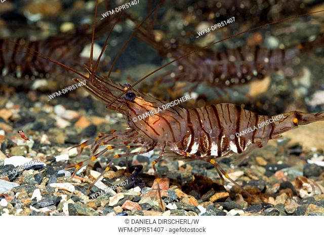Rock Shrimp, Palaemon elegans, Cap de Creus, Costa Brava, Spain