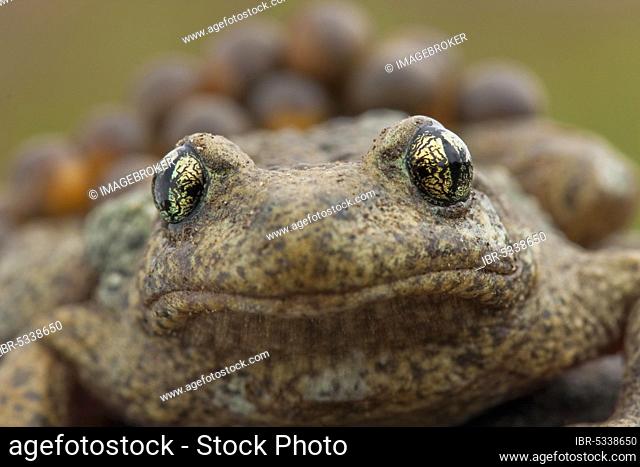Common midwife toad (Alytes obstetricans), Rhineland-Palatinate, Germany, Europe
