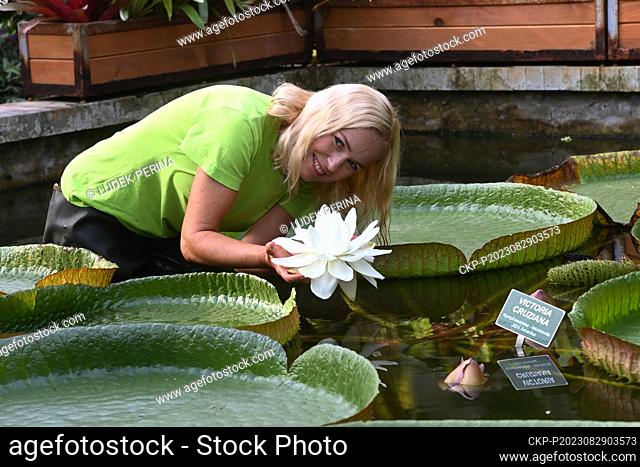 The largest water lily in the world, Santa Cruz Water Lily (Victoria cruziana), bloomed in the tropical pavilion of the Flora Olomouc Exhibition Centre, Olomouc