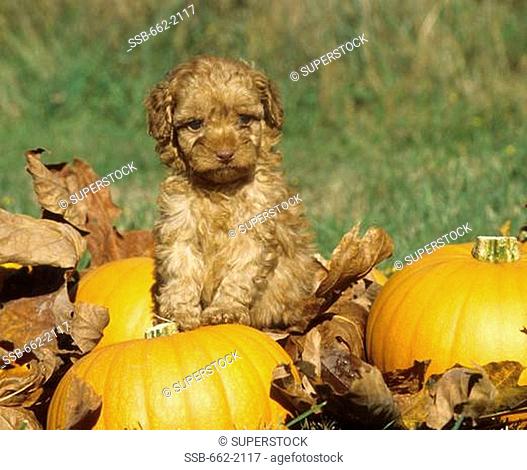 Close-up of a Labradoodle puppy on pumpkins