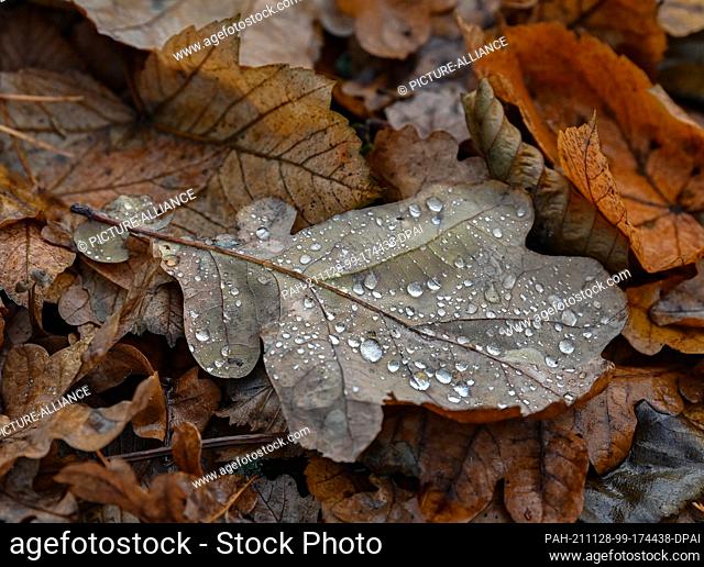 28 November 2021, Brandenburg, Treplin: Water droplets lie on an oak leaf in a forest in East Brandenburg. Photo: Patrick Pleul/dpa-Zentralbild/ZB
