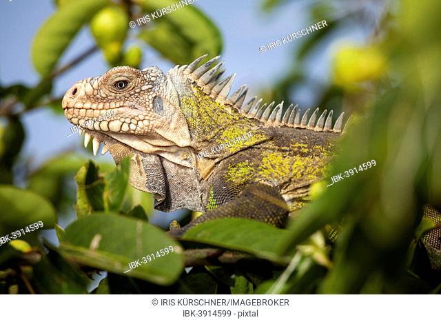 West Indian Iguana (Iguana delicatissima), Petite Terre, Guadeloupe