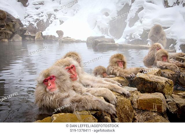 Japanese macaques (Macaca fuscata). Jigokudani Monkey Park, Nagano Prefecture, Japan