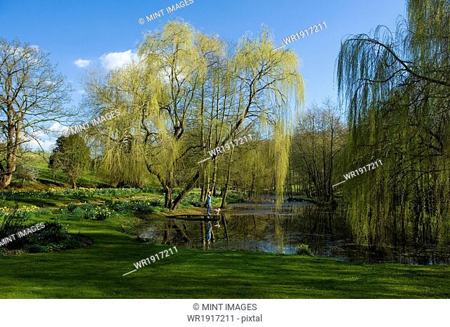 A woman and a dog standing on a jetty on a lake, with weeping willow fronds reaching down to the water