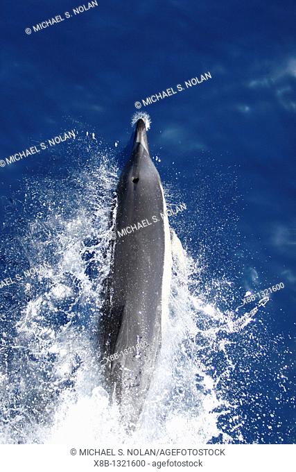 Short-beaked common dolphin Delphinus delphis bow-riding in the calm waters surrounding the Canary Islands off the coast of Africa  North Atlantic Ocean