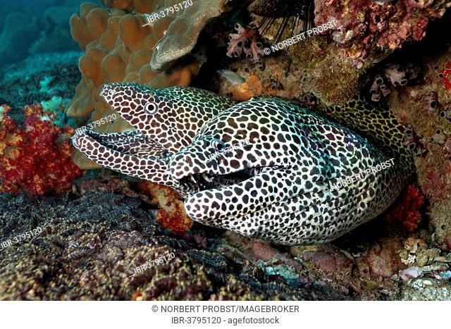 Honeycomb Morays (Gymnothorax favagineus) pair in a hole in the coral reef, UNESCO World Heritage Site, Great Barrier Reef, Australia, Pacific Ocean