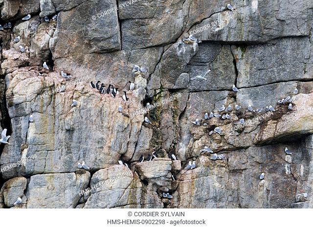 Norway, Svalbard, Spitsbergern, Black legged Kittiwake (Rissa tridactyla), colony in rocks