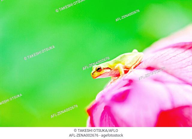 Frog on flower