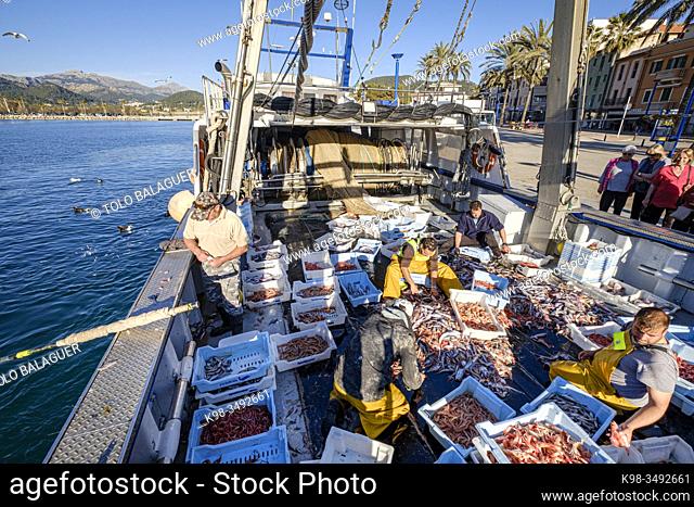 sailors selecting the fish, pesca de arrastre o pesca de bou, Andratx, Mallorca, Balearic Islands, Spain