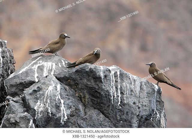 Adult brown noddies Anous Stolidus resting on cliff faces on the coastline of St  Helena Island on the south Atlantic Ocean
