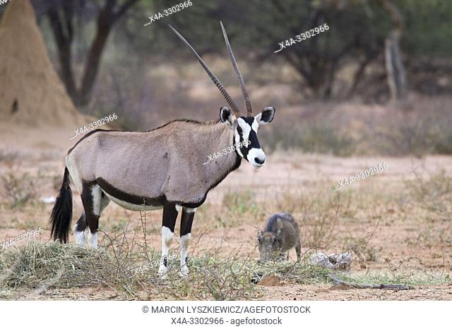 Oryx (Gemsbok) antelope, Okonjima Nature Reserve, Namibia
