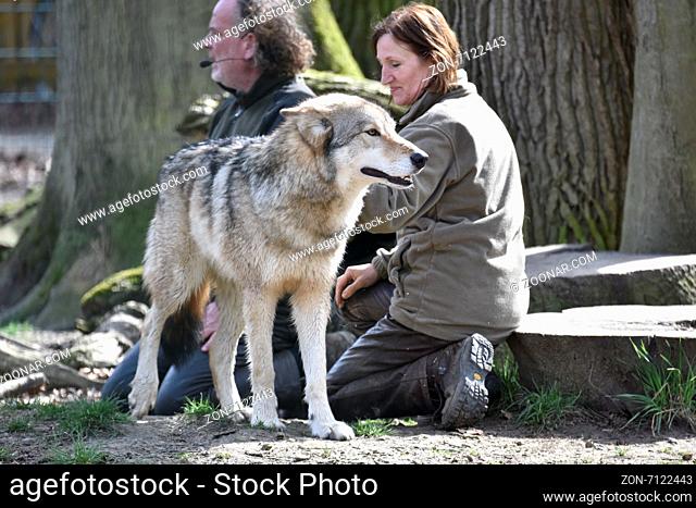 Im Wisentgehege Springe begegnen sich Mensch und Wolf. Dort lebt der 52-jährige Matthias Vogelsang seit vier Jahren unter Wölfen