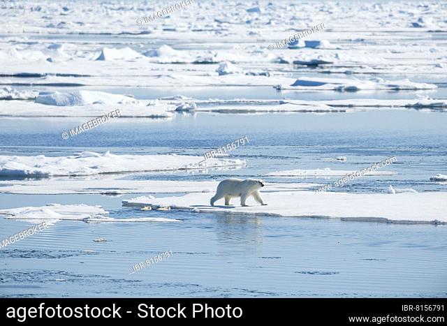 Polar bear (Ursus maritimus), Mother with Two Cubs in Water, North East Greenland Coast, Greenland, Arctic, North America