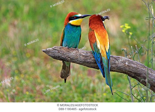 European Bee-eater  Kerkini Lake  Greece  Merops apiaster  Order: Coraciiformes  Family: Meropidae