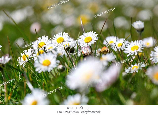 daisy meadow