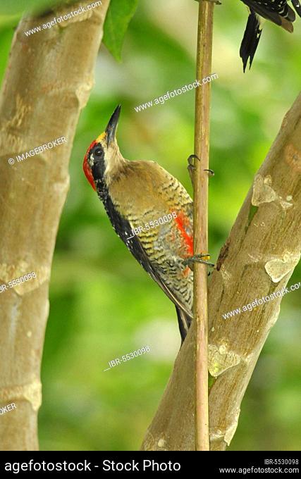 Black-spotted Woodpecker, male